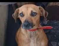 Cão