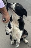 Cão