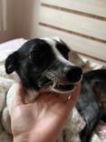 Cão
