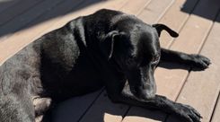 Cão