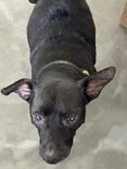Cão