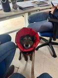 Cão