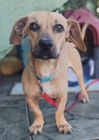 Cão