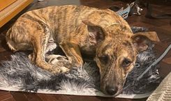 Cão
