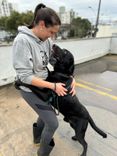 Cão