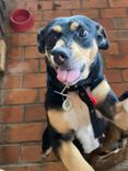 Cão