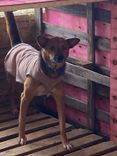 Cão