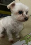 Luly