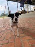 Cão