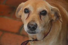 Cão