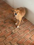 Cão
