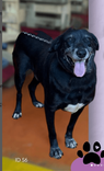 Cão