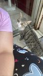 Gato
