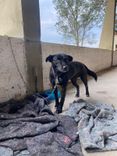 Cão