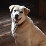 Cão