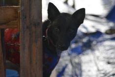 Cão