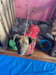 Cão