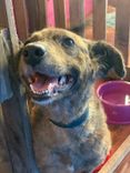Cão
