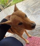 Pipoca