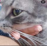 Moke