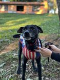 Cão