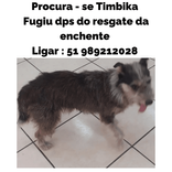 Timbika