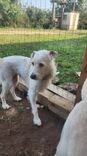 Cão