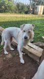 Cão