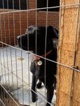 Cão