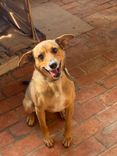 Cão