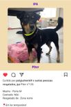 Cão