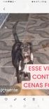 Pretinho