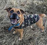 Cão
