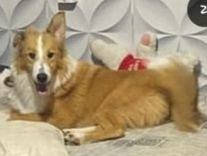 Bolinha