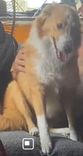 Bolinha
