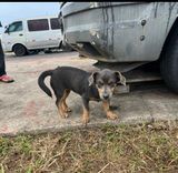 Cão