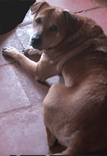 Layka