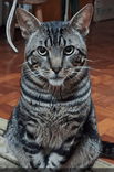 Tigrinho