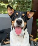 Cão