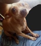 Chumpincha