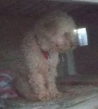 Boby