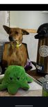 Cão