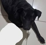 Godin