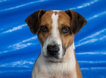 Cão