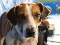 Cão