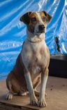 Cão