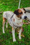 Cão