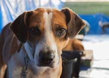 Cão