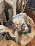 Cão