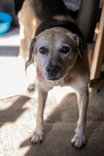 Cão